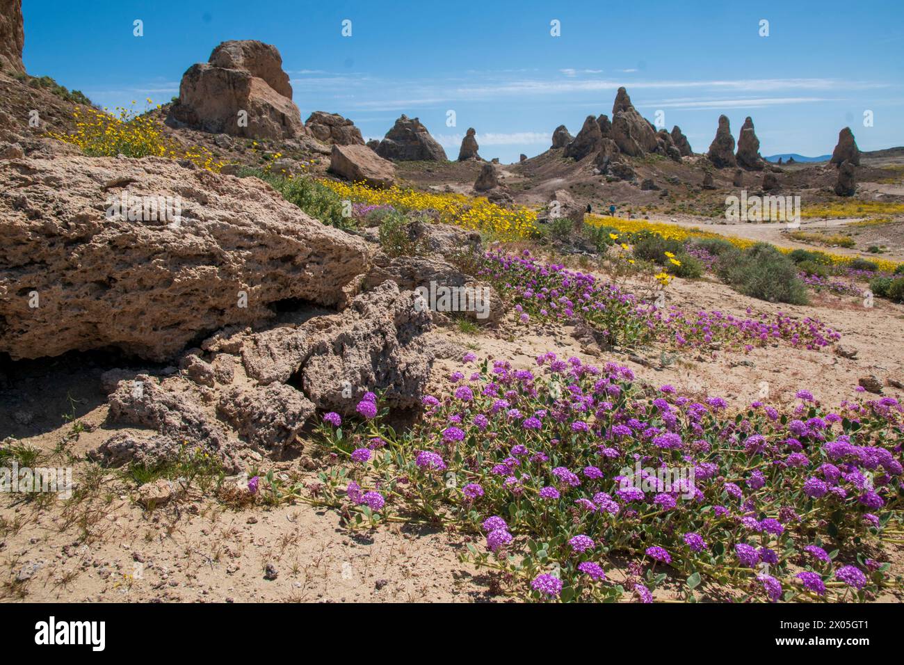 I fiori selvatici sono rari nei Pinnacoli di Trona, vicino a Trona, CALIFORNIA, USA. Foto Stock