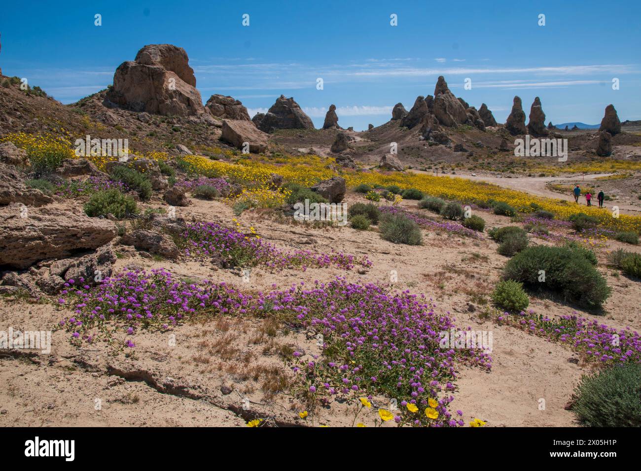 I fiori selvatici sono rari nei Pinnacoli di Trona, vicino a Trona, CALIFORNIA, USA. Foto Stock