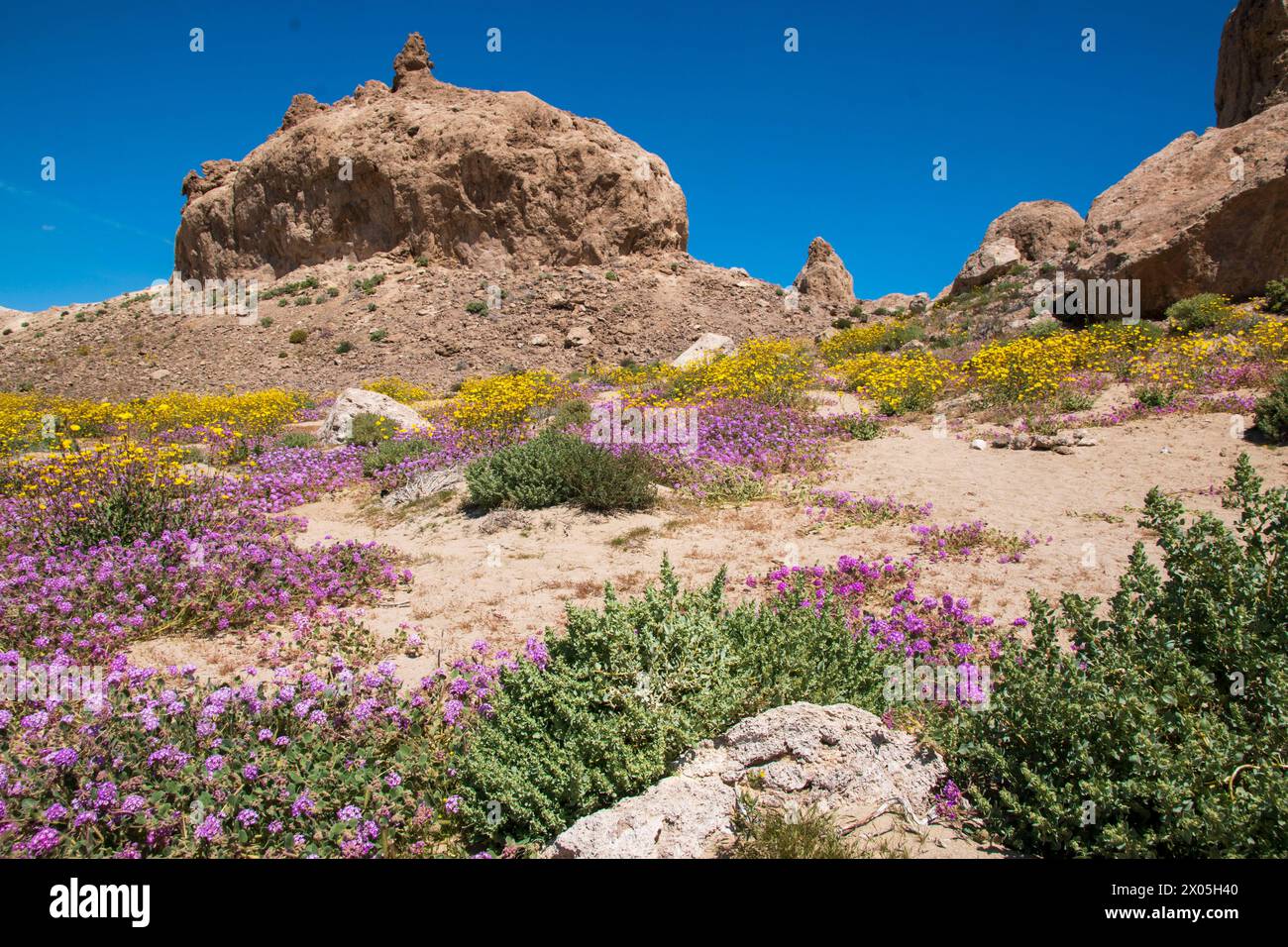 I fiori selvatici sono rari nei Pinnacoli di Trona, vicino a Trona, CALIFORNIA, USA. Foto Stock