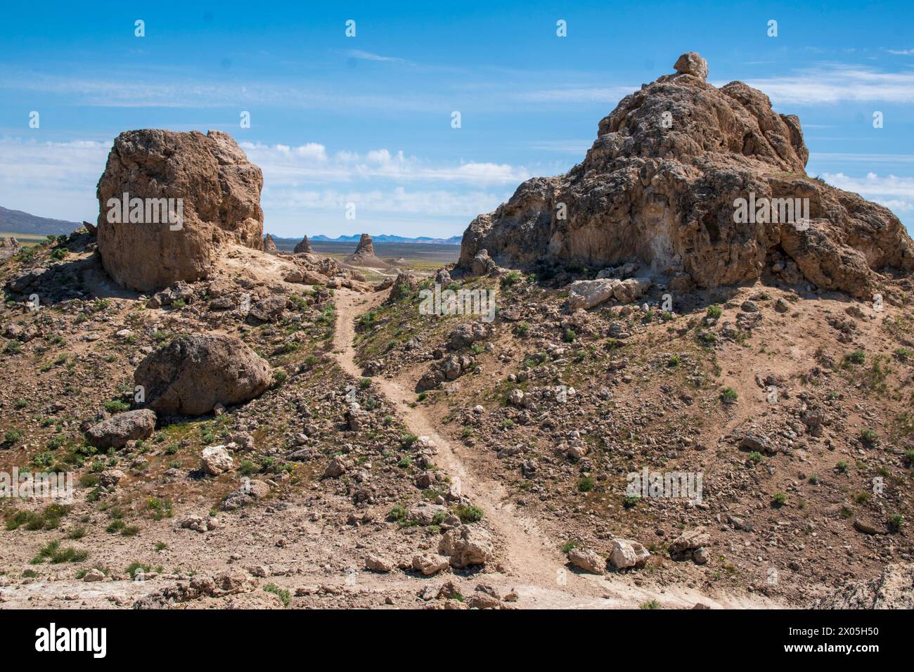 I fiori selvatici sono rari nei Pinnacoli di Trona, vicino a Trona, CALIFORNIA, USA. Foto Stock