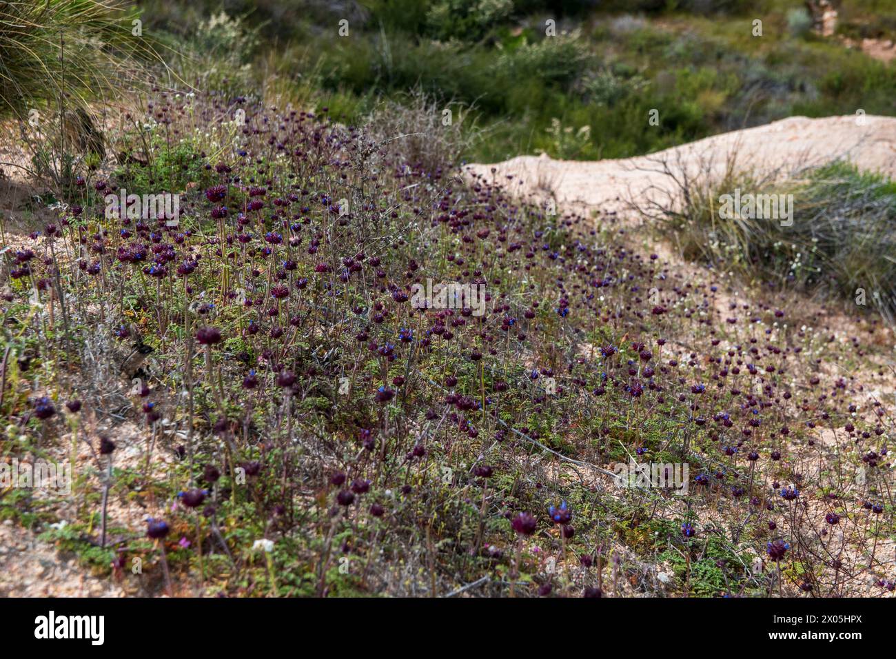 Le Mormon Rocks si trovano vicino a Phelan lungo l'Interstate 15 nella contea di San Bernardino, CALIFORNIA. Foto Stock