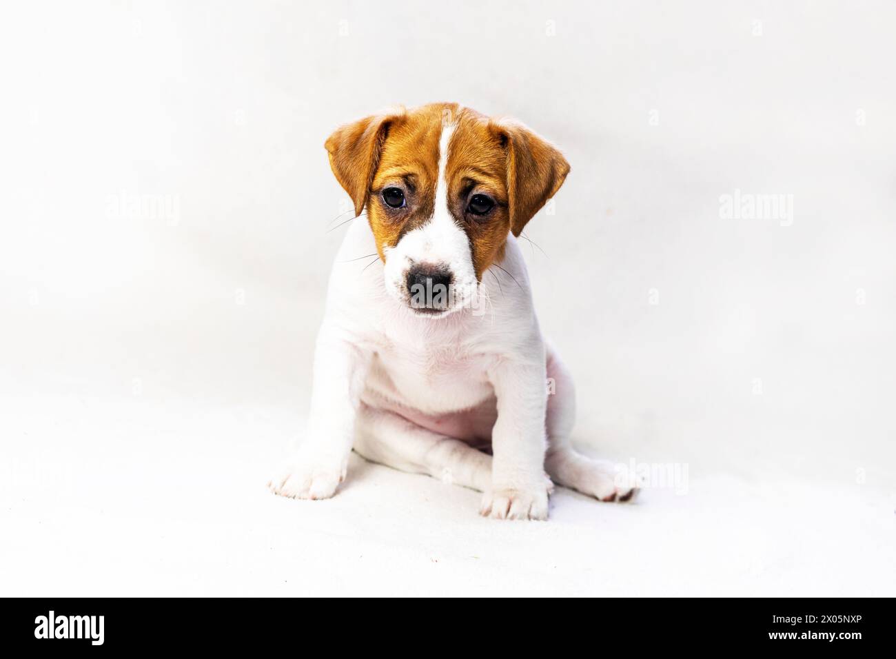 Il cucciolo Jack Russell Terrier si siede sul divano vicino. Prendersi cura dei cuccioli. Regime giornaliero Foto Stock
