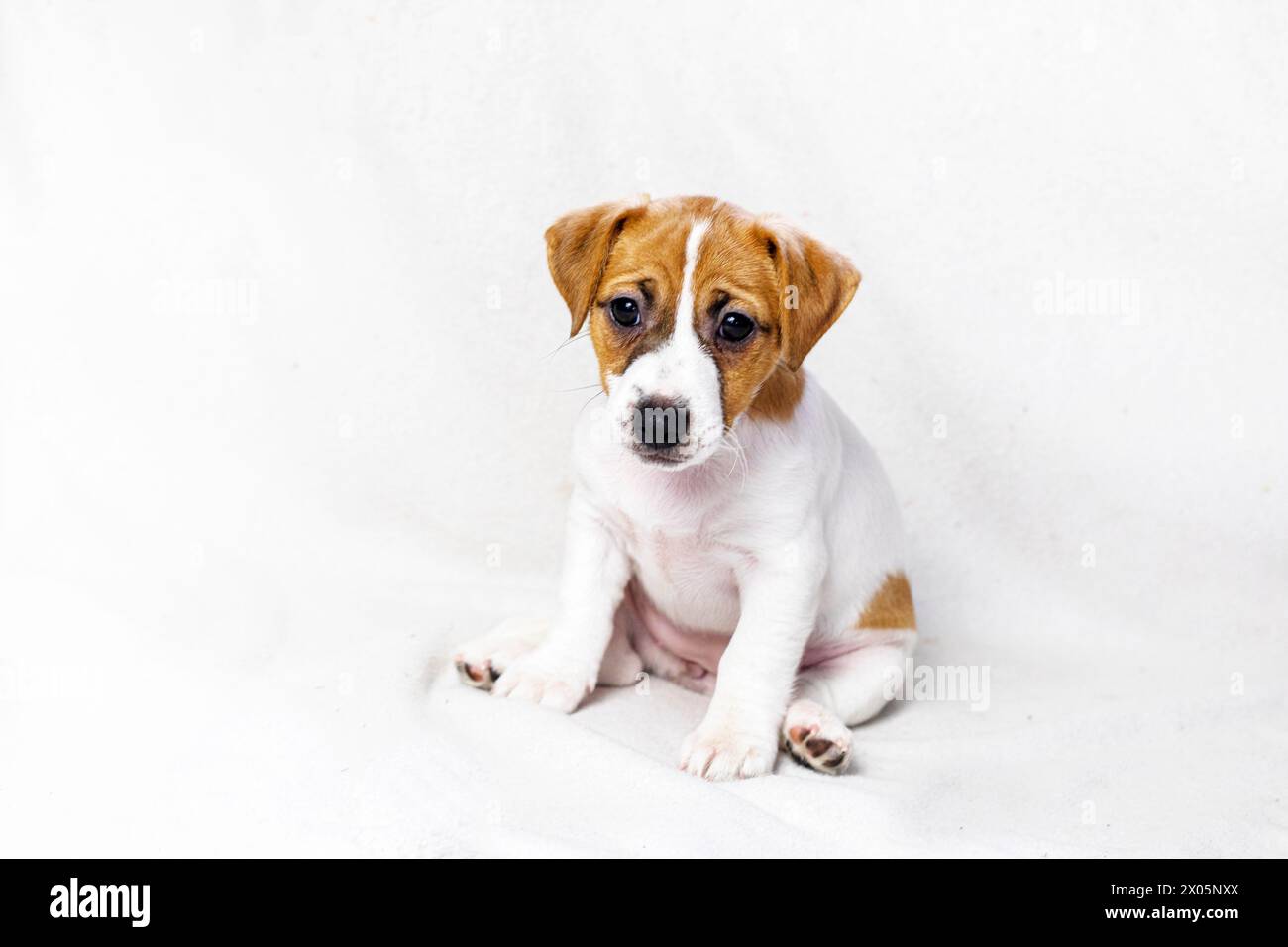 Il simpatico cucciolo Jack Russell Terrier è seduto sul divano vicino. Prendersi cura dei cuccioli. Regime giornaliero Foto Stock