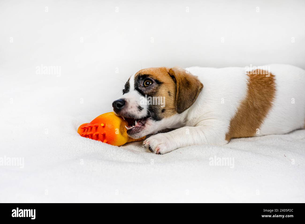 Il divertente cucciolo Jack Russell sogna un giocattolo. cura e allevamento degli animali domestici Foto Stock