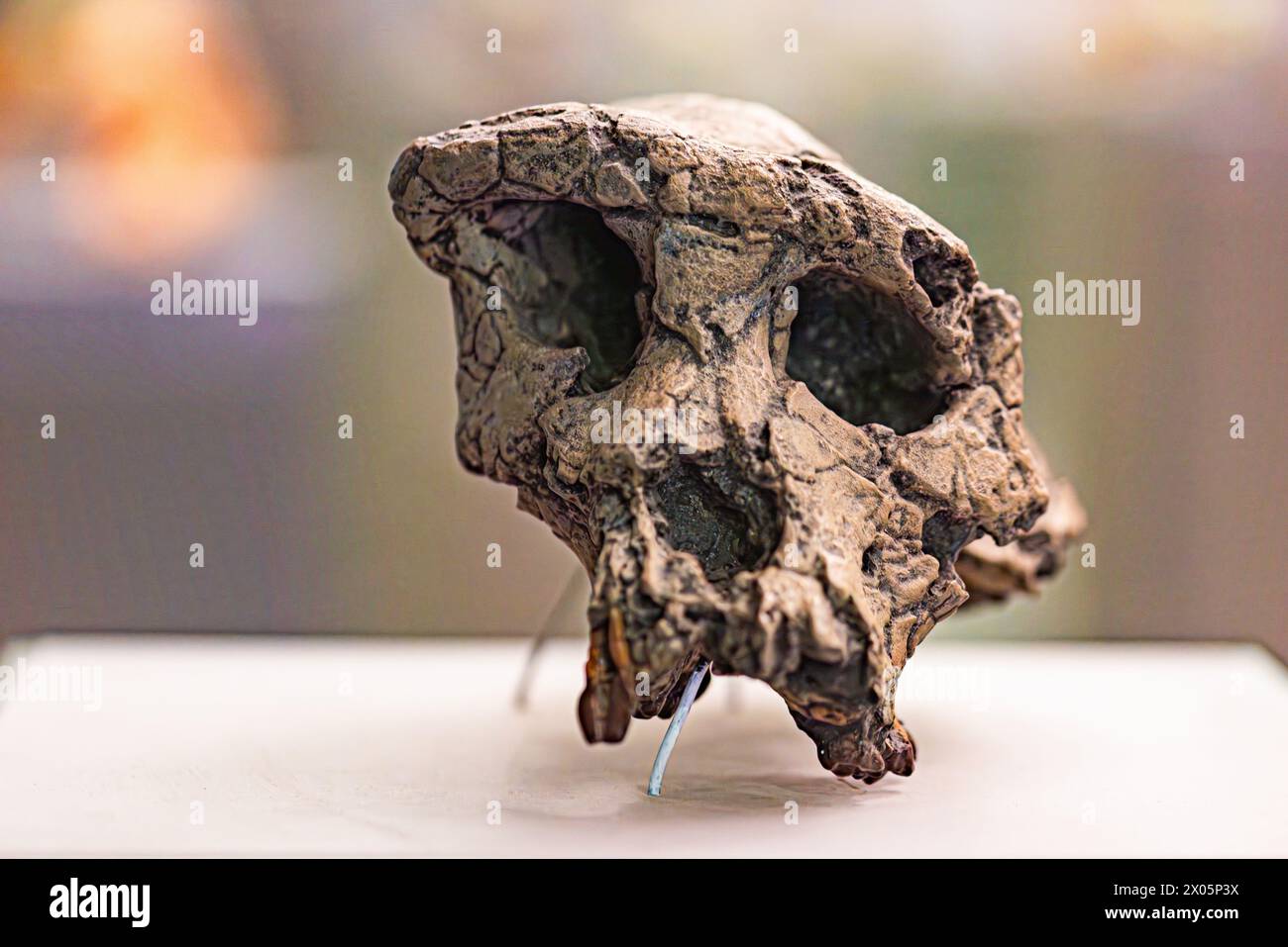 Sahelanthropus tchadensis è una specie estinta dell'ominide datata circa 7 milioni di anni fa Foto Stock