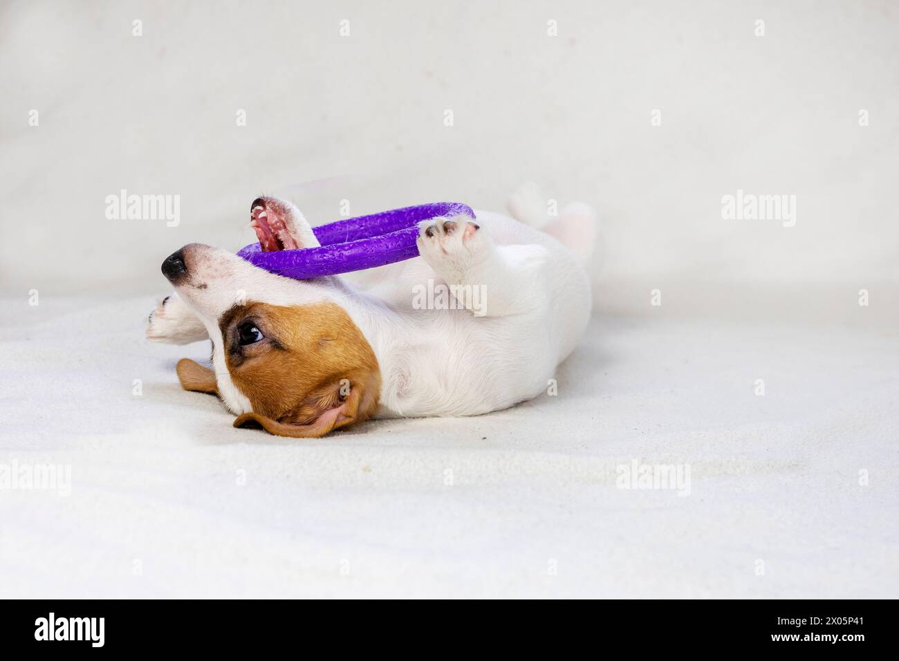 Il cucciolo Russell gioca con un cerchio viola sul divano. cura degli animali domestici Foto Stock