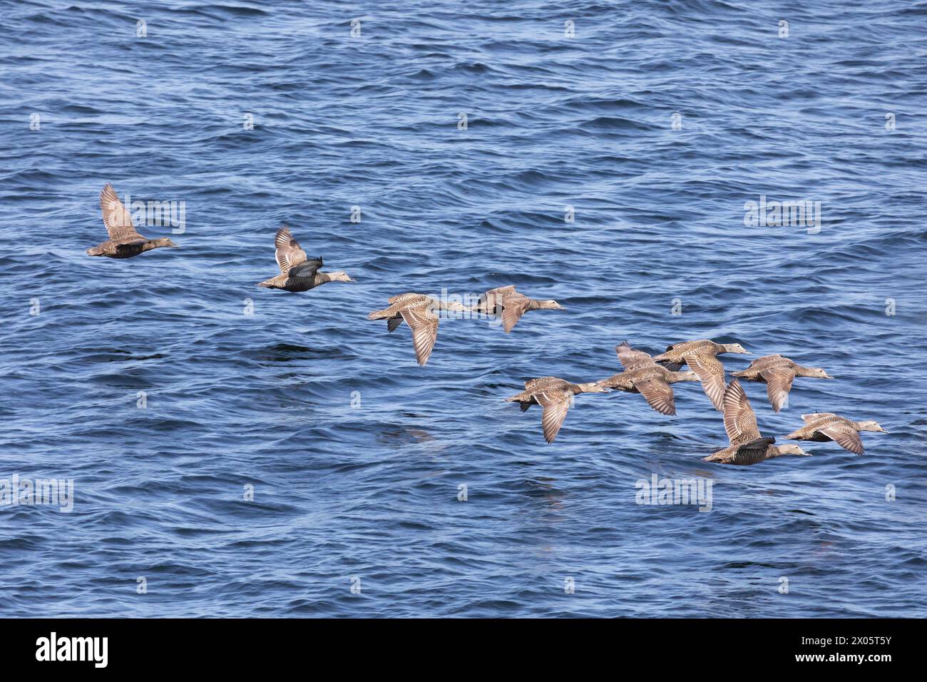 Eiders sorvolano l'acqua, da vicino Foto Stock