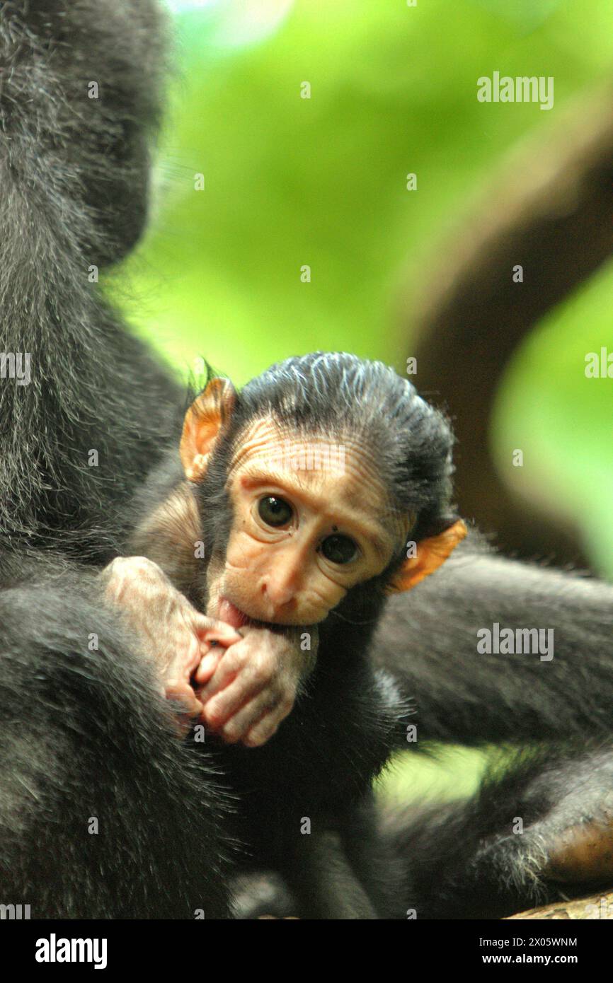 Ritratto di un macaco crestato (Macaca nigra) progenie nella foresta di Tangkoko, Sulawesi settentrionale, Indonesia. "Il cambiamento climatico è uno dei principali fattori che influenzano la biodiversità a livello mondiale a un ritmo allarmante", secondo un team di scienziati guidati da Antonio Acini Vasquez-Aguilar nel loro documento di ricerca pubblicato per la prima volta nel marzo 2024 su Environ Monit Evaluate. Potrebbe spostare la distribuzione geografica delle specie, comprese le specie che dipendono molto dalla copertura forestale, hanno scritto. In altre parole, il cambiamento climatico può ridurre l'idoneità all'habitat delle specie di primati, che potrebbero costringerle a spostarsi da... Foto Stock