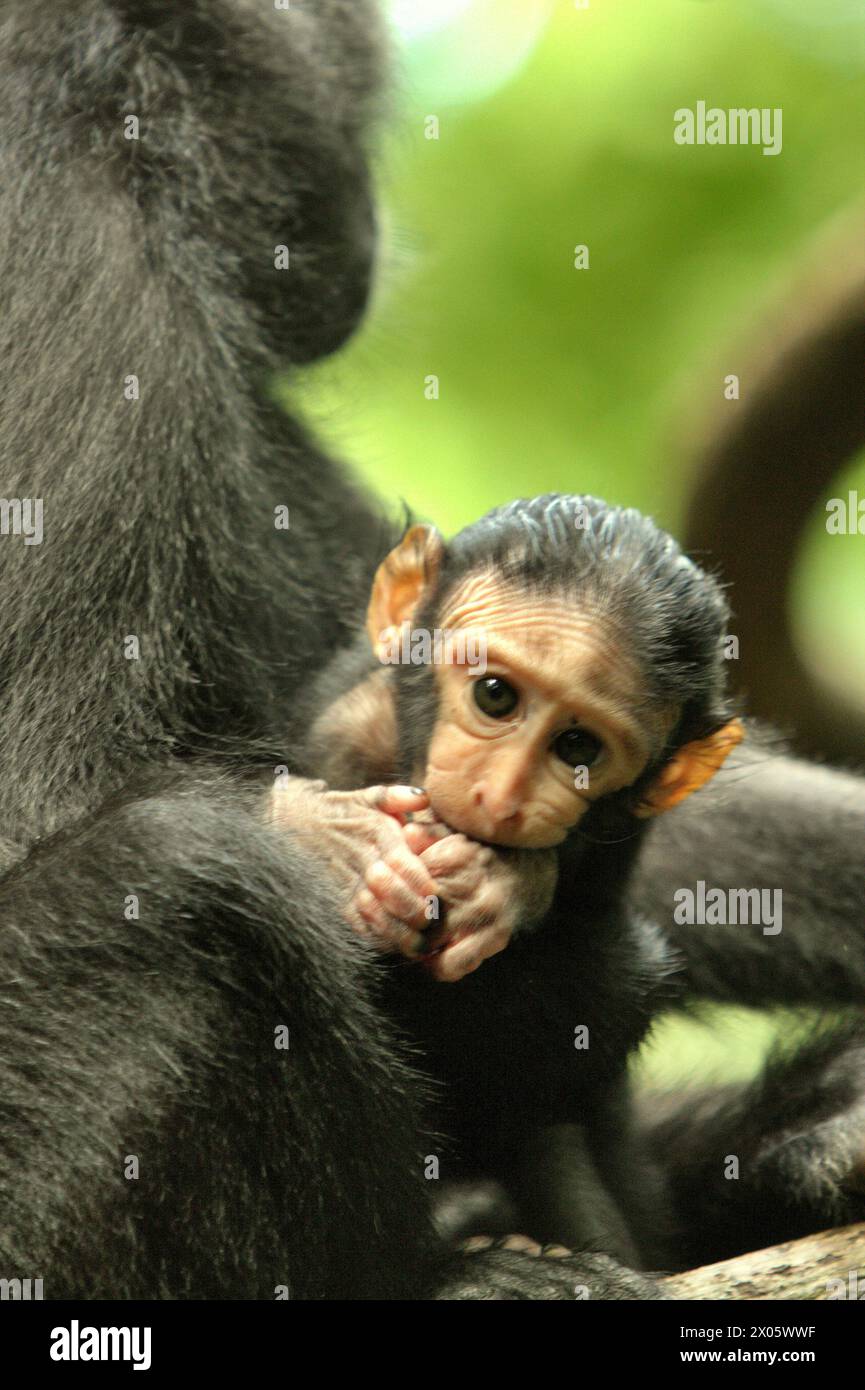 Ritratto di un macaco crestato (Macaca nigra) progenie nella foresta di Tangkoko, Sulawesi settentrionale, Indonesia. "Il cambiamento climatico è uno dei principali fattori che influenzano la biodiversità a livello mondiale a un ritmo allarmante", secondo un team di scienziati guidati da Antonio Acini Vasquez-Aguilar nel loro documento di ricerca pubblicato per la prima volta nel marzo 2024 su Environ Monit Evaluate. Potrebbe spostare la distribuzione geografica delle specie, comprese le specie che dipendono molto dalla copertura forestale, hanno scritto. In altre parole, il cambiamento climatico può ridurre l'idoneità all'habitat delle specie di primati, che potrebbero costringerle a spostarsi da... Foto Stock