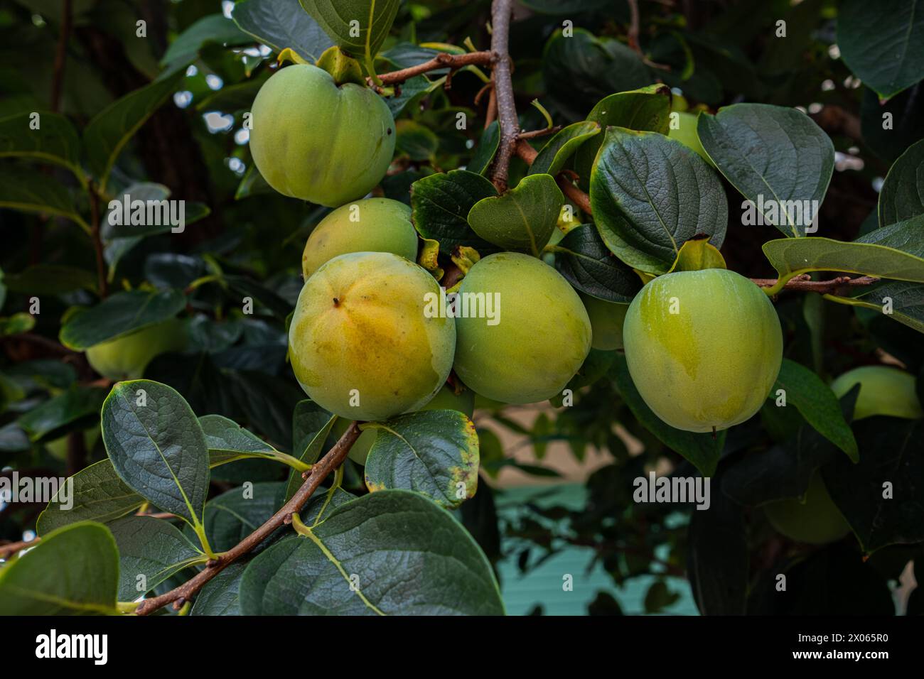 I frutti verdi di cachi maturano su un ramo. Foto di frutti di cachi acuti Sharon appesi a un ramo. Primo piano sul cachi. Foto Stock