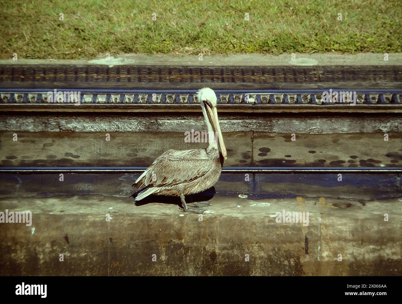 Dieser Pelikan wartet auf die Befuellung der Schleusenkammer um Fische zu angeln Panama Kanal Grau Pelikan lauert auf Beute *** questo pellicano aspetta che la camera di blocco venga riempita per catturare pesci pellicani grigi del Canale di Panama in agguato per le prede Foto Stock