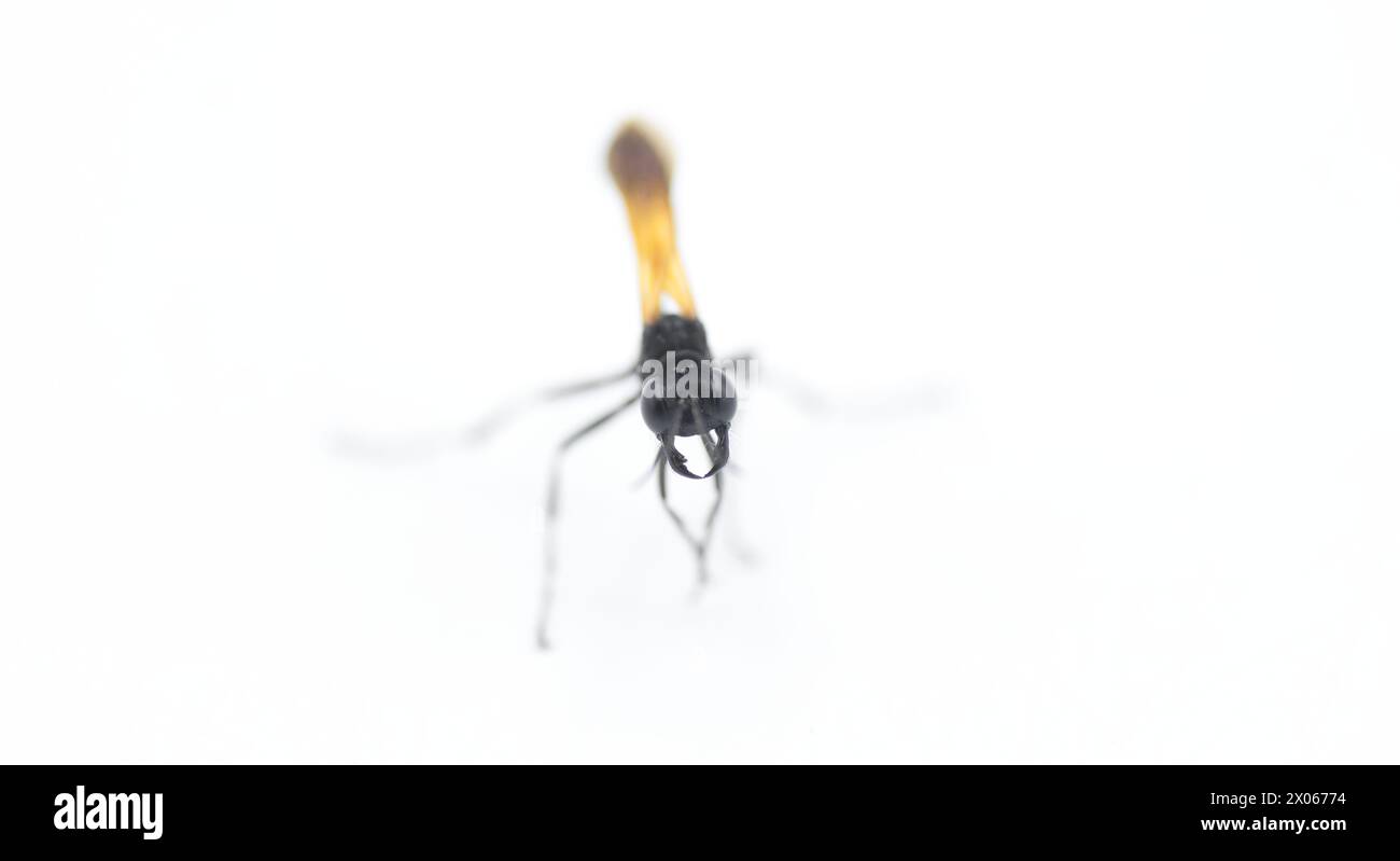 La vespa di fango a vita gialla, nera e gialla o nera - Sceliphron caementarium - è una specie di vespa sphecida. Isolato su backgrou bianco Foto Stock
