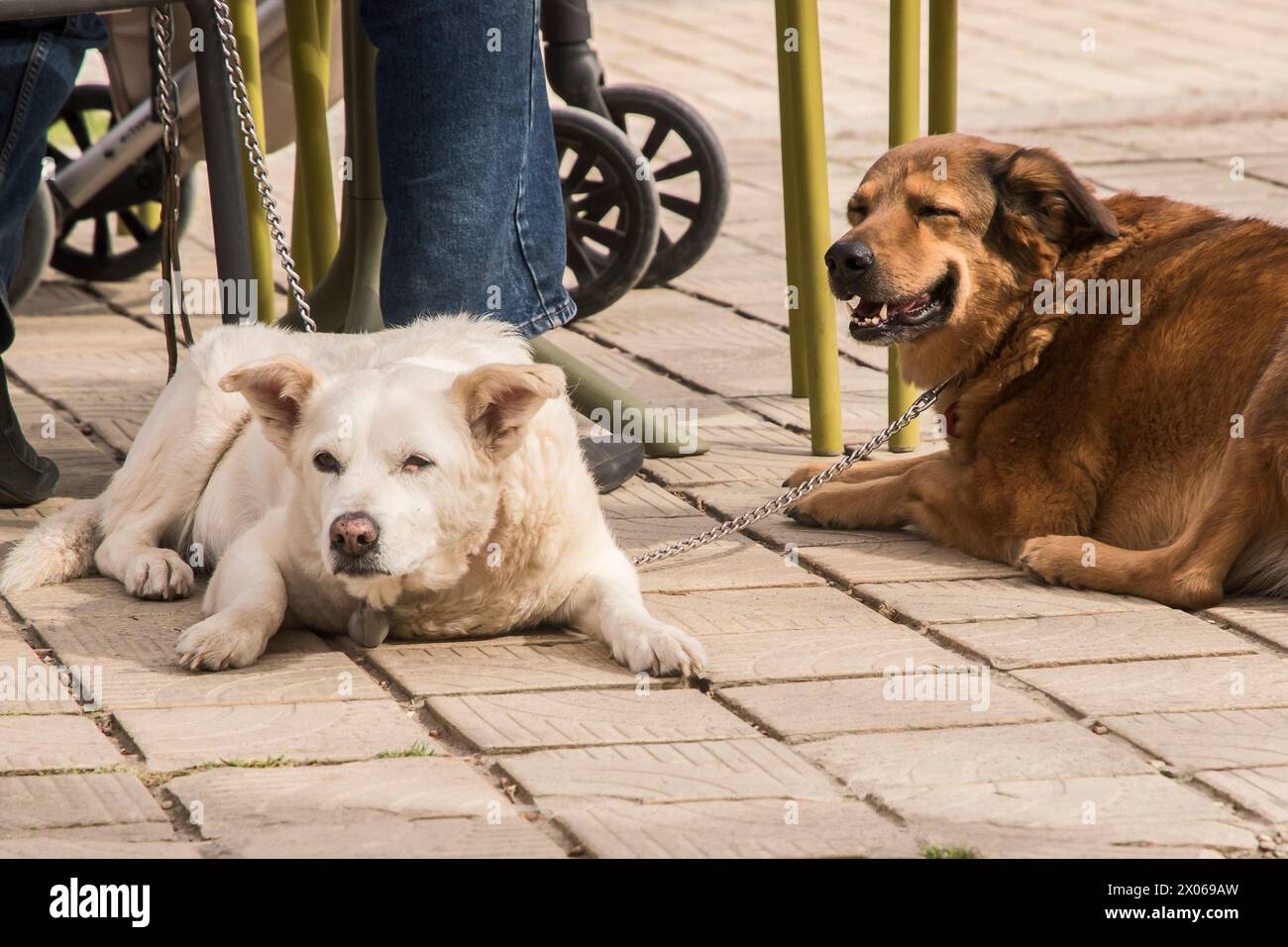 Due cani di razza mista giacciono accanto al proprietario in un bar all'aperto Foto Stock