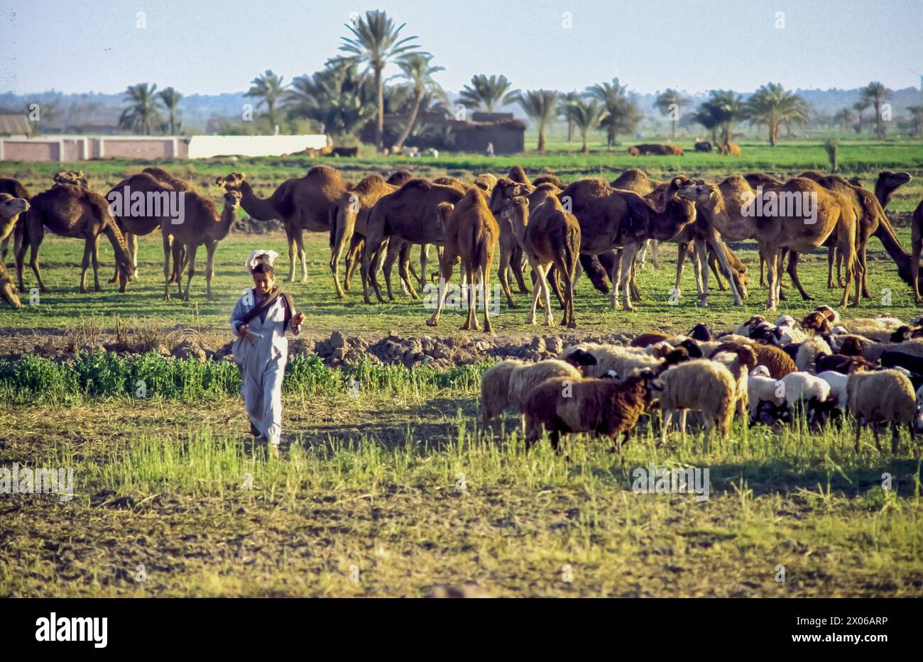Egitto, valle di Fayoum; ragazzo che allevava pecore e cammelli Foto Stock