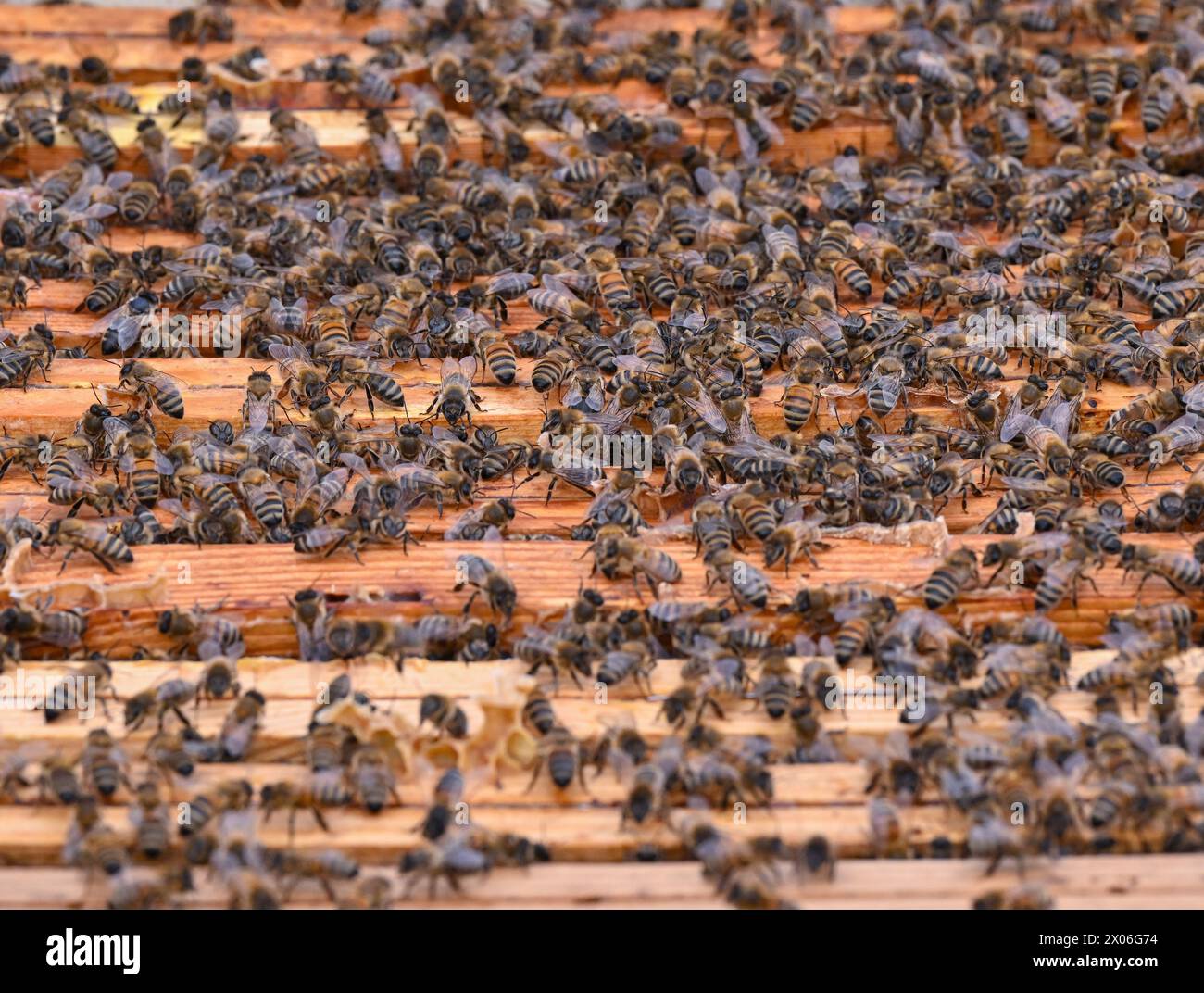 10 aprile 2024, Brandeburgo, Niederjesar: Innumerevoli api possono essere viste sui favi in un alveare aperto (Bee box) a Theis Beekeeping. L'apiario di Theis è un cosiddetto "apiario migratorio”. Nell'apicoltura, migrare significa spostare le colonie di api in un luogo diverso, dove i fiori stanno fiorendo. Durante il giorno, le api portano nettare, acqua e polline (polline) al favo e durante la notte lo trasformano nel miele. Una colonia di api è composta da una regina, diverse centinaia di droni e da 30.000 a 60.000 api operaie. Il raggio di volo delle api è di circa tre chilometri. Foto: Patrick Pleul/dpa Foto Stock