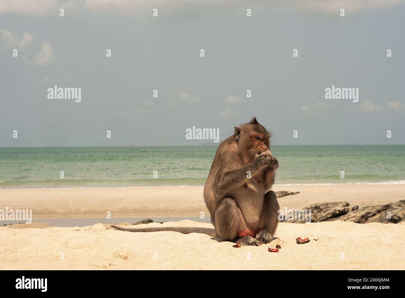 scimmia che mangia sulla spiaggia Foto Stock