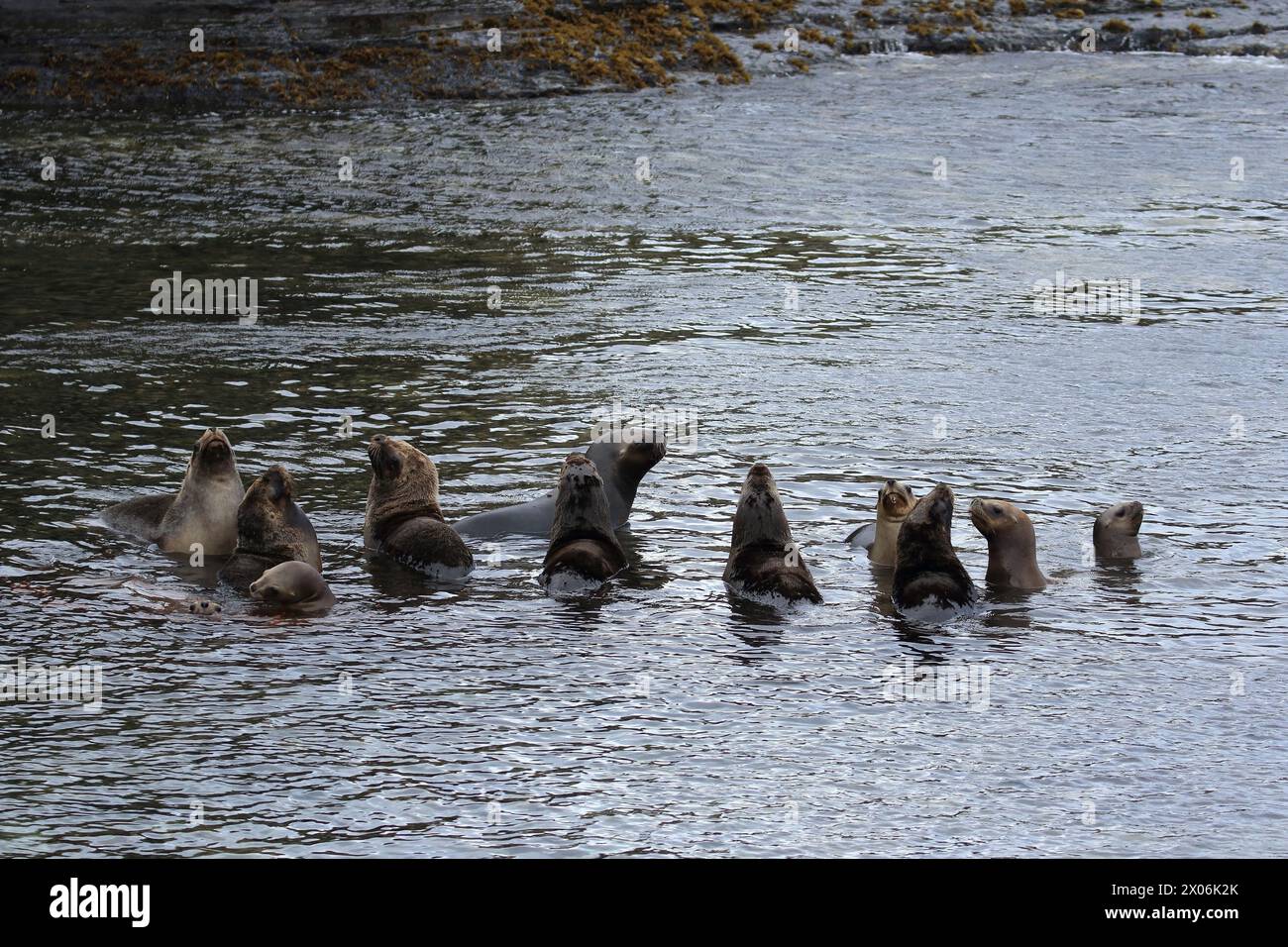 Leone marino meridionale, leone marino sudamericano, leone marino della Patagonia (Otaria flavescens, Otaria byronia), diverse foche in acqua, Argentina, Falkland I. Foto Stock