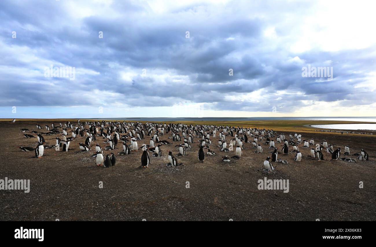 Pinguino di gentoo (Pygoscelis papua), razza in colonie, Argentina, Isole Falkland, Isole Bleaker, Las Malvinas Foto Stock