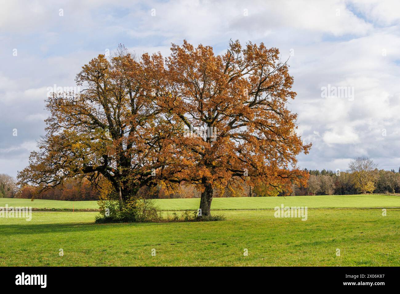 Quercia comune, quercia peduncolata, quercia inglese (Quercus robur, Quercus pedunculata), due alberi antichi nel fogliame autunnale, Germania, Baviera, Chiemgau Foto Stock
