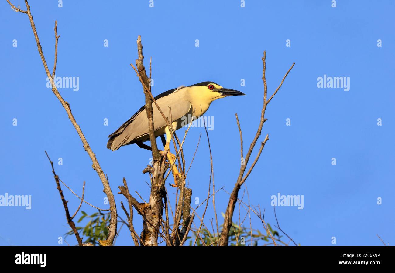 Airone notturno con corona nera (Nycticorax nycticorax), seduto su un ramo, Romania, Delta del Danubio Foto Stock