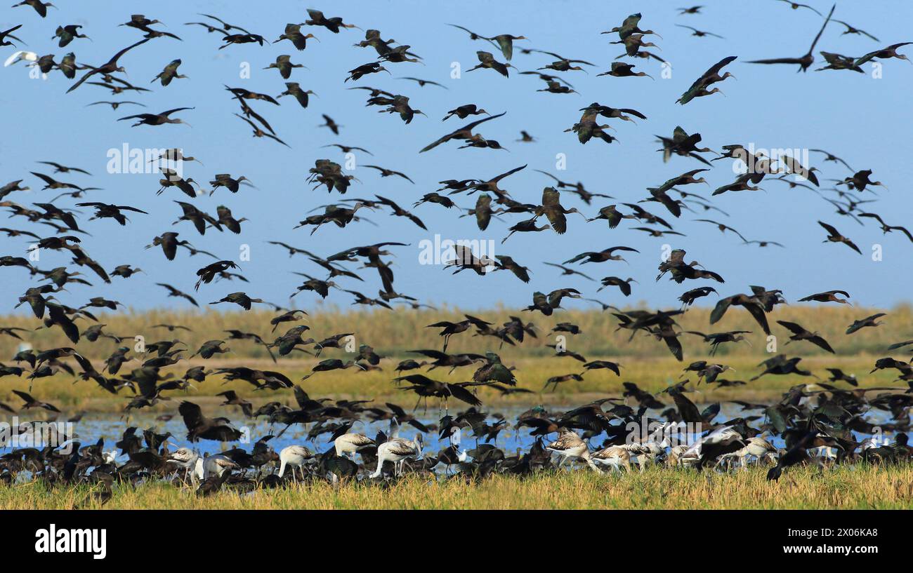 Ibis lucido (Plegadis falcinellus), enorme gregge nel Coto Donana, Spagna, Andalusia, Parco Nazionale Coto De Donana Foto Stock