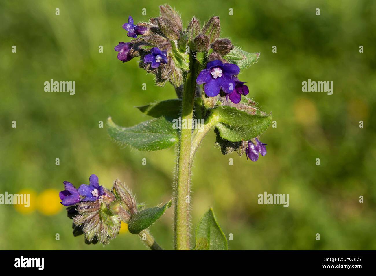 Lucentezza comune, alcaneto comune (Anchusa officinalis), fioritura, Austria, Tirolo orientale Foto Stock