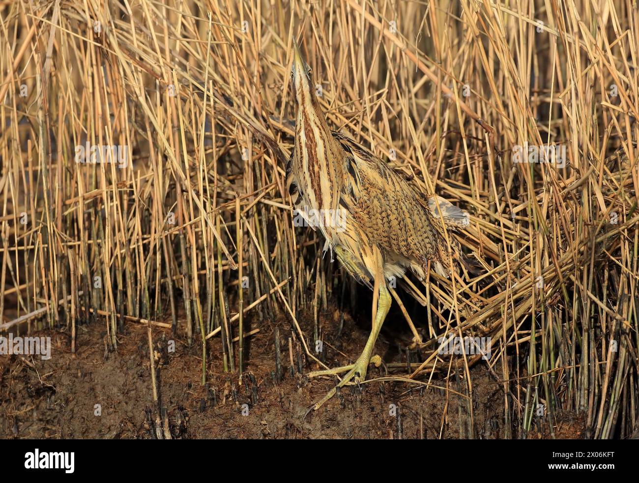 Bitterna eurasiatica (Botaurus stellaris), nella palude, Paesi Bassi, Parco Nazionale De Biesbosch Foto Stock