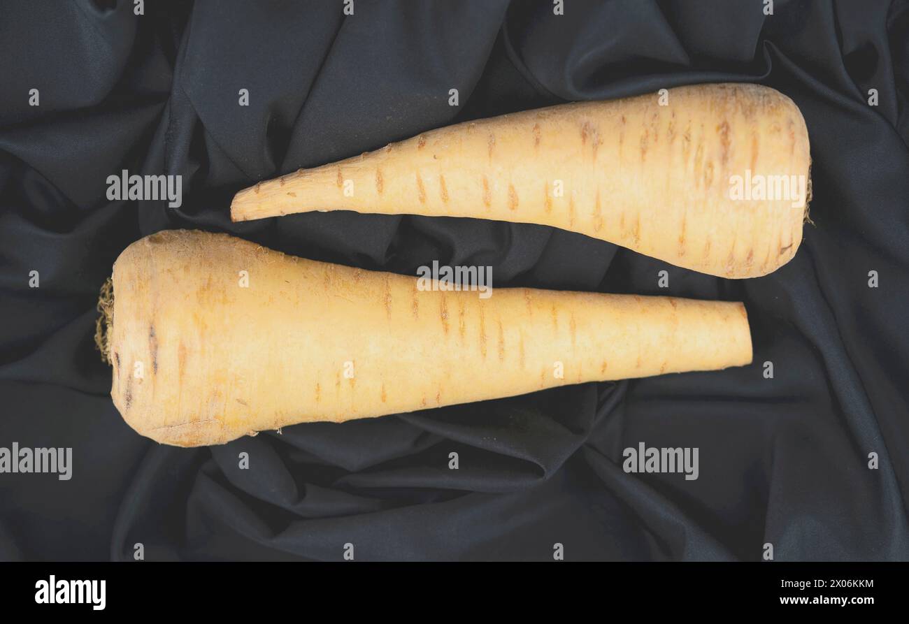 Pastinaca (Pastinaca sativa), due pastinache appena raccolte su un panno nero Foto Stock