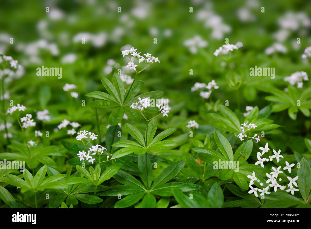 Bosco dolce (Galium odoratum), fioritura, Germania, Baviera, Murnauer Moos Foto Stock