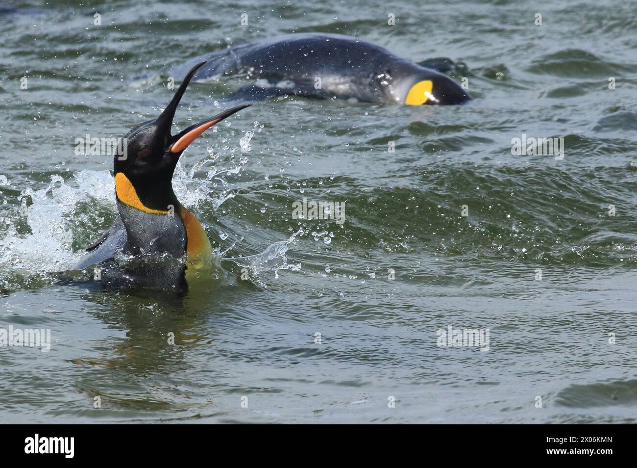 Pinguino re (Aptenodytes patagonicus), caccia, Argentina, Isole Falkland, Las Malvinas Foto Stock