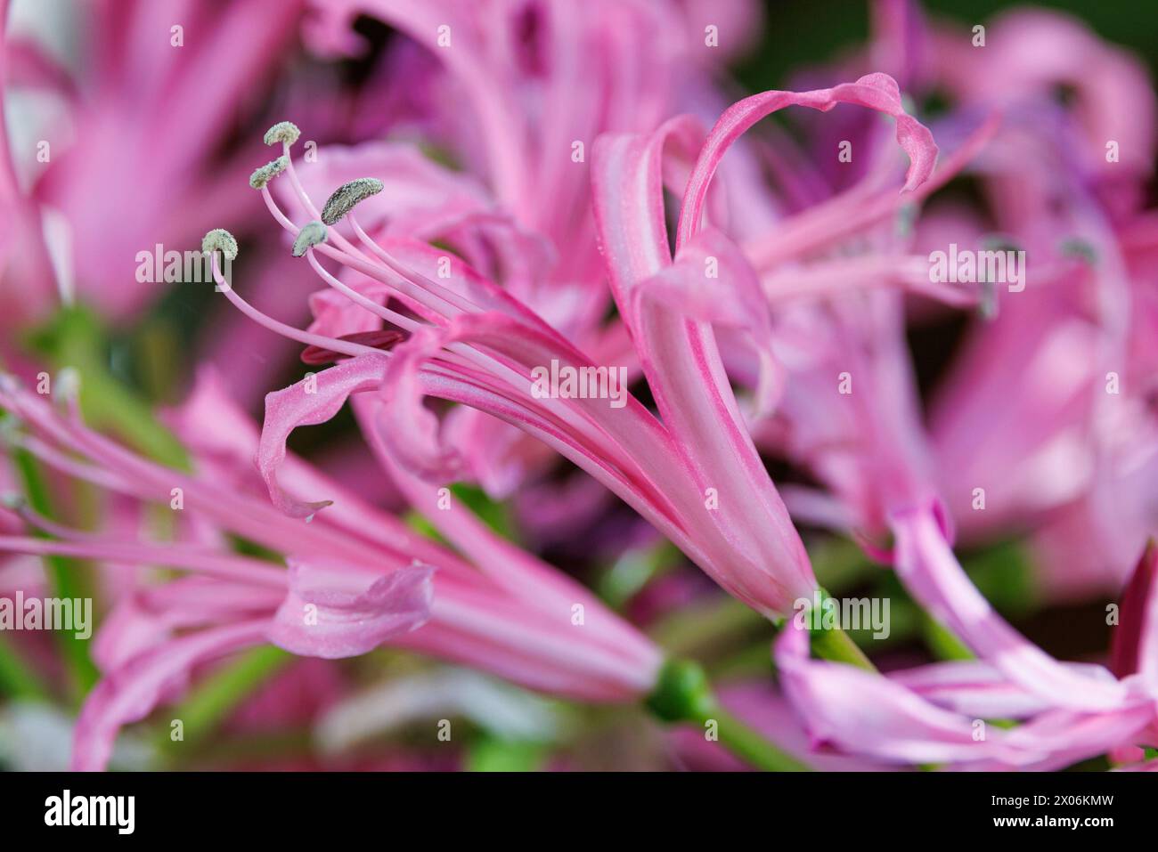 Giglio di Guernsey, giglio di ragno (Nerine bowdenii), fiori Foto Stock