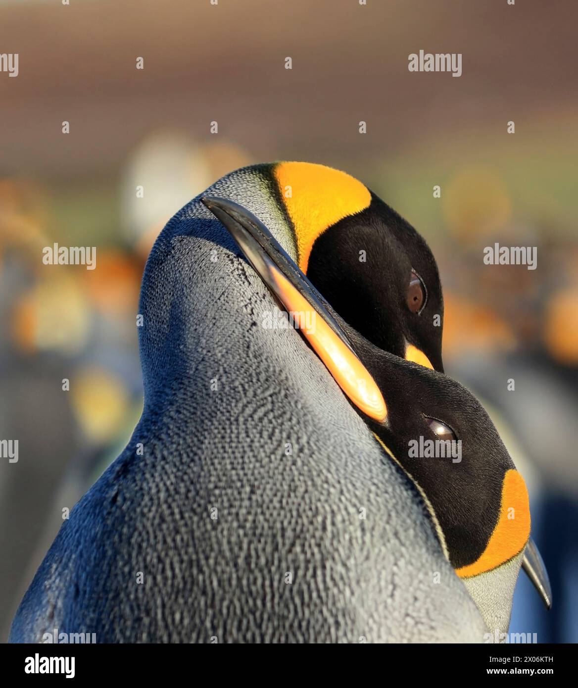 Pinguino re (Aptenodytes patagonicus), pinguini re innamorati, Argentina, Isole Falkland, Las Malvinas Foto Stock