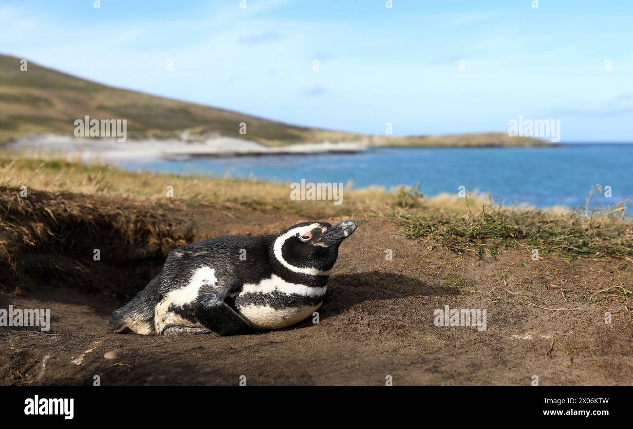 Pinguino di Magellano (Spheniscus magellanicus), che prende il sole proprio di fronte alla sua tana sotterranea, Argentina, Isole Falkland, Isola Carcass Foto Stock