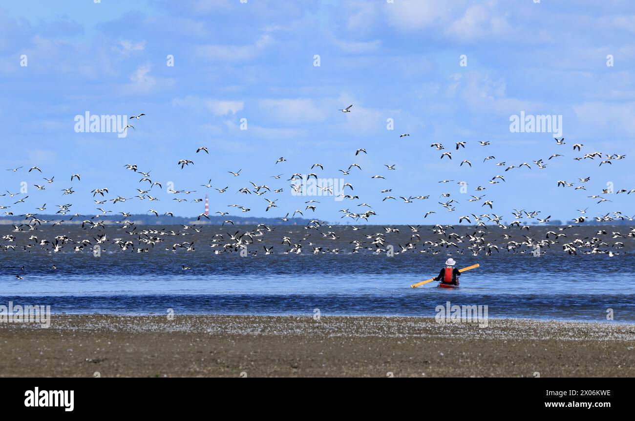 Un riparo comune (Tadorna tadorna), il kayaker disturba un gregge di ripari sulle distese fangose, Paesi Bassi, Frisia Foto Stock