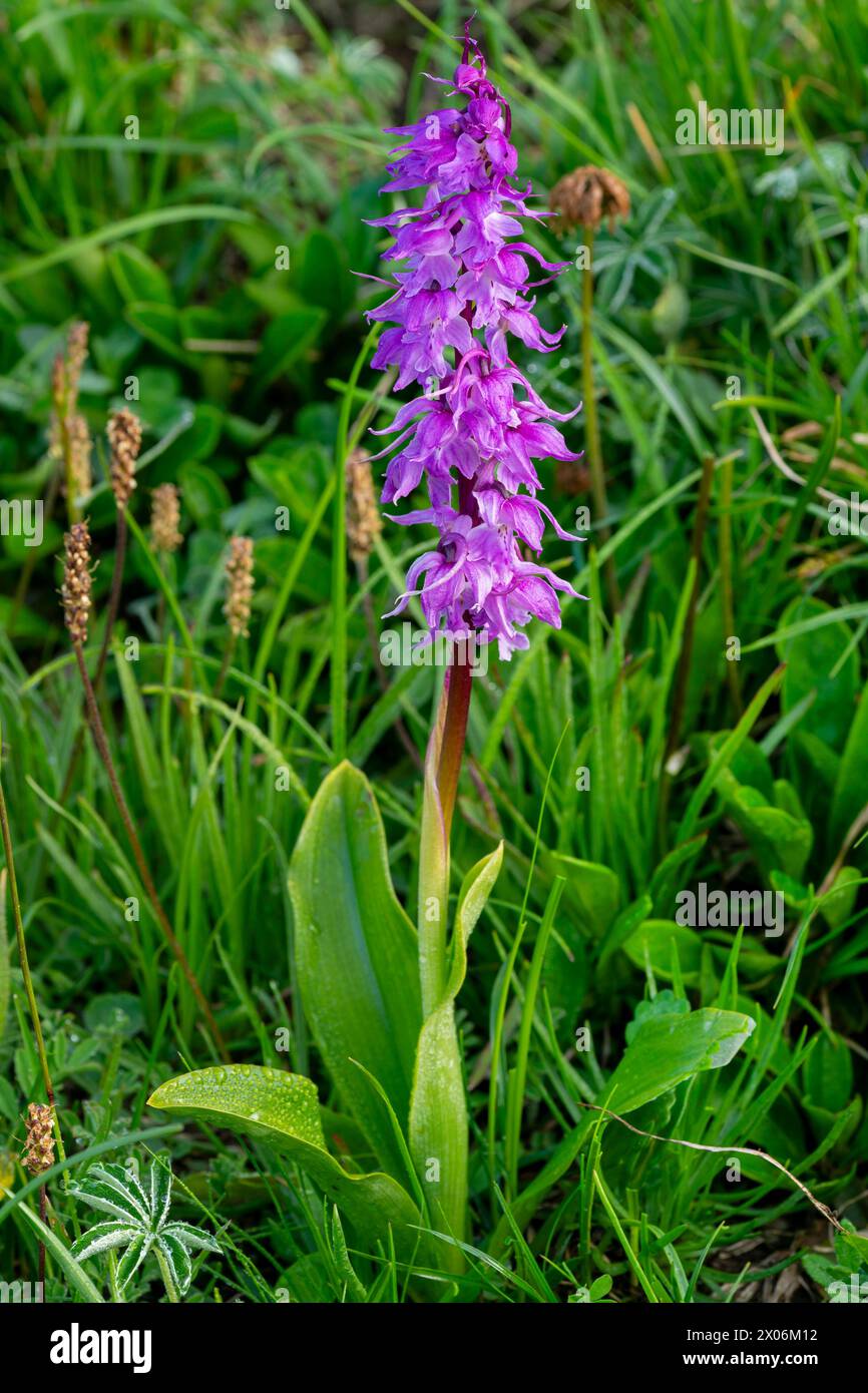 Orchidea viola (Orchis mascula), fioritura, Austria, Tirolo, regione Hochtannberg Foto Stock
