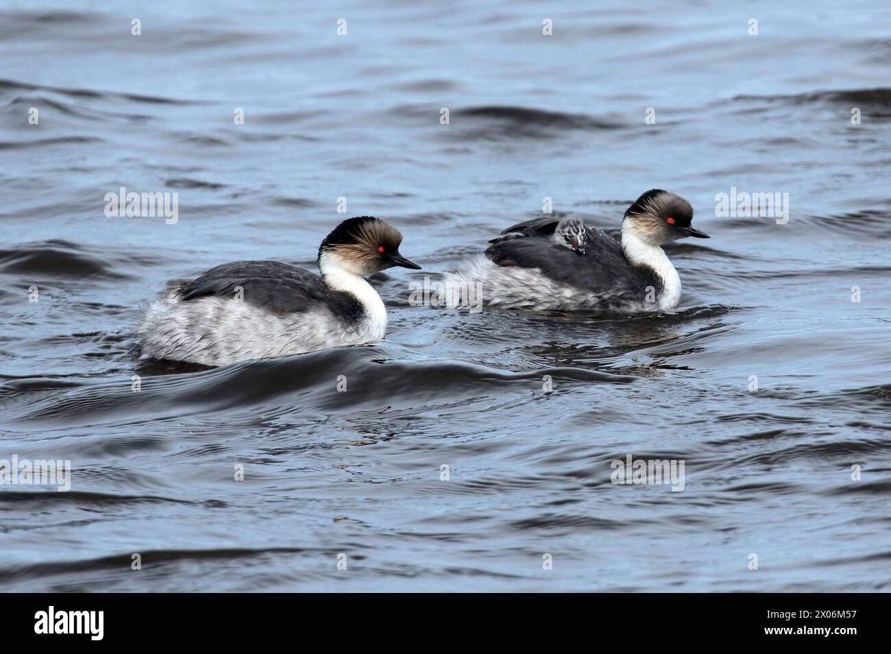 Grebe argenteo (Podiceps occipitalis), coppia sull'acqua, uno con pulcini sulla schiena, Argentina, Isole Falkland, Isola Bleaker Foto Stock