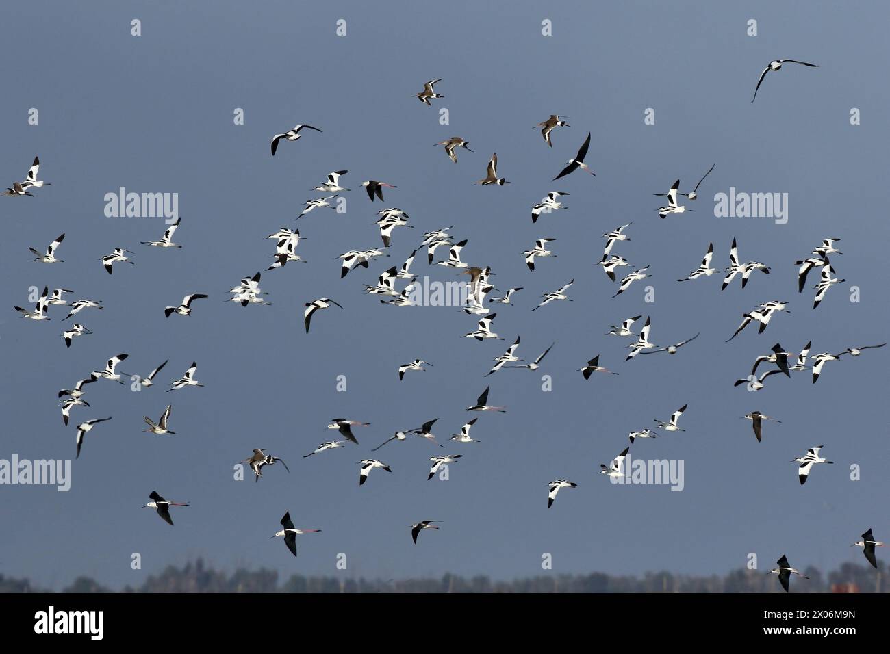 Dea dalla coda nera (Limosa limosa), che vola Godwits dalla coda nera in un gregge con Pied Avocet, Shellduck e Stilt dalle ali nere, Spagna, Andalusia Foto Stock