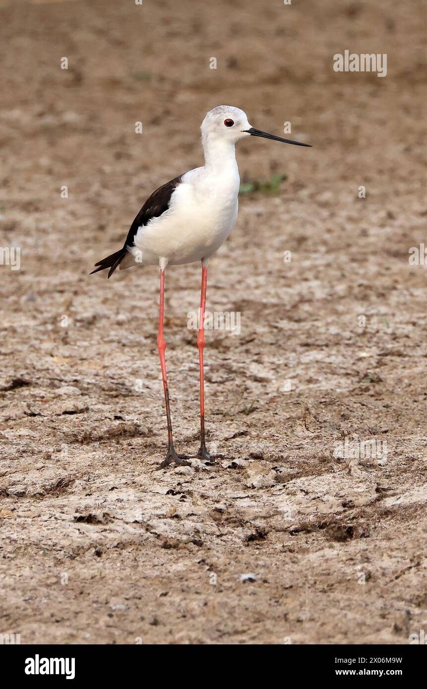 Palafitte alate nere (Himantopus himantopus), in piedi, Paesi Bassi, Parco nazionale De Biesbosch Foto Stock