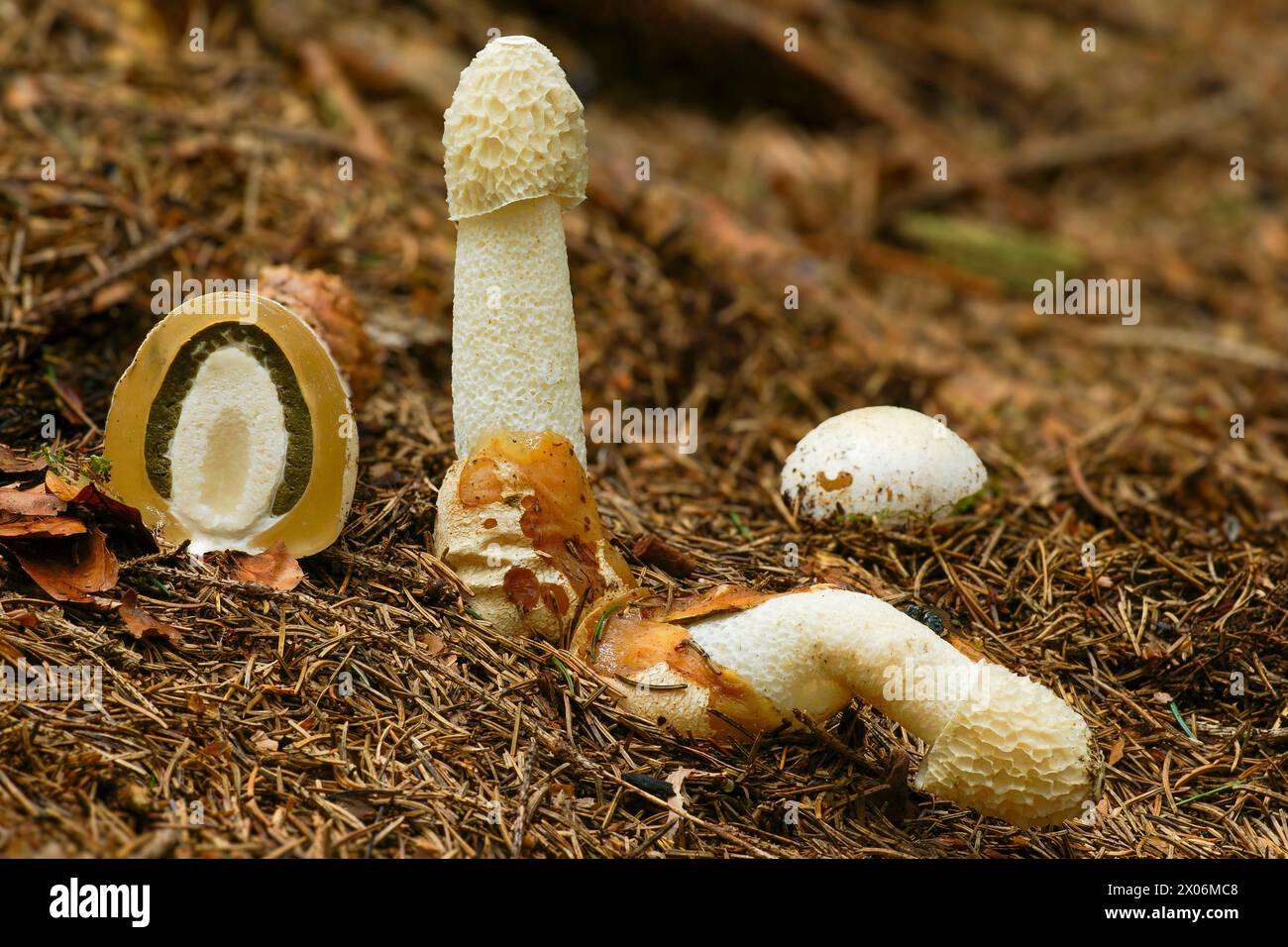 Corno di cocco (Phallus impudicus), corpi fruttiferi su terreni forestali, Germania, Renania settentrionale-Vestfalia, Bergisches Land Foto Stock