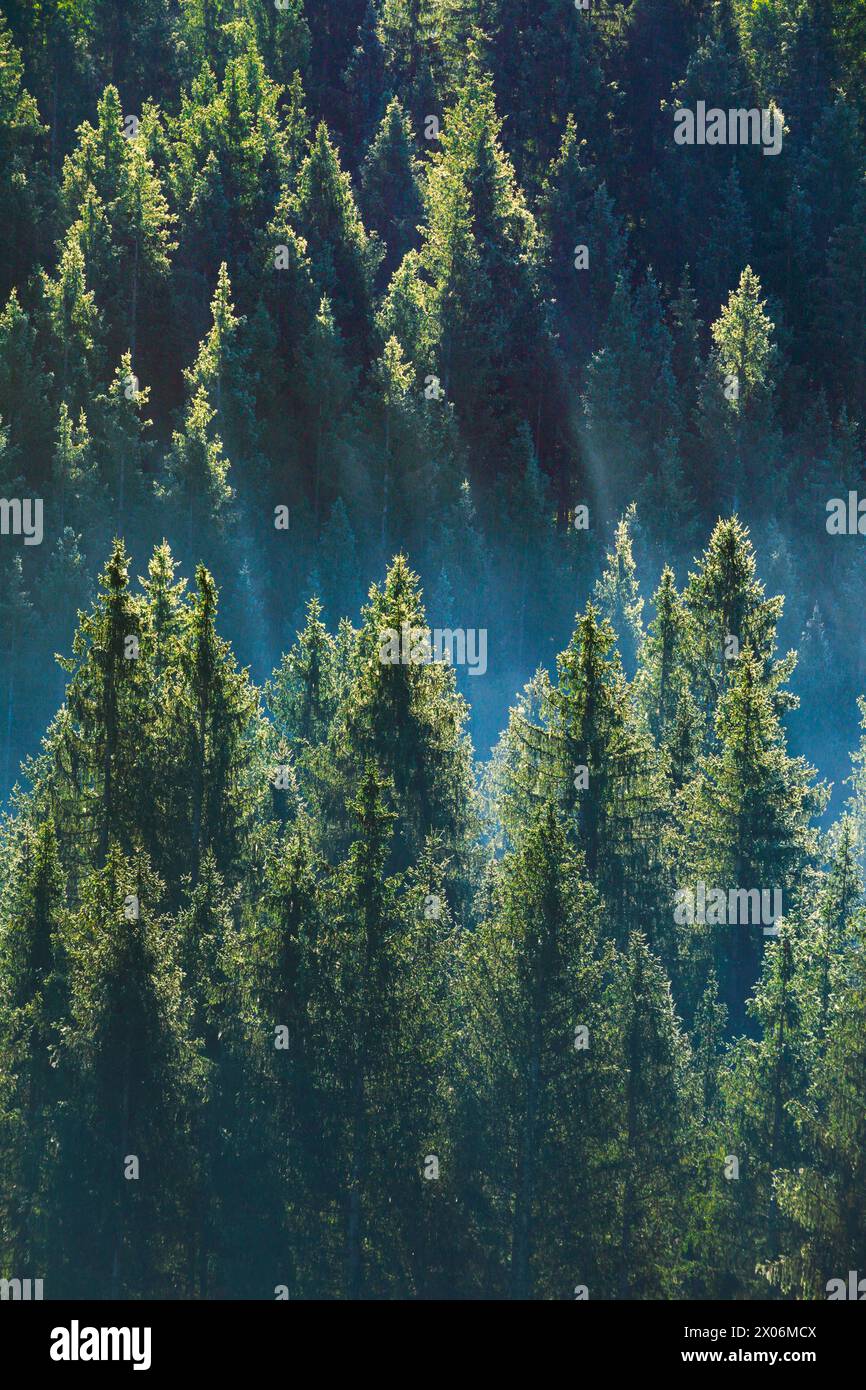 Foresta di conifere e waft di nebbia, Svizzera, Kanton Zug, Oberaegeri Foto Stock