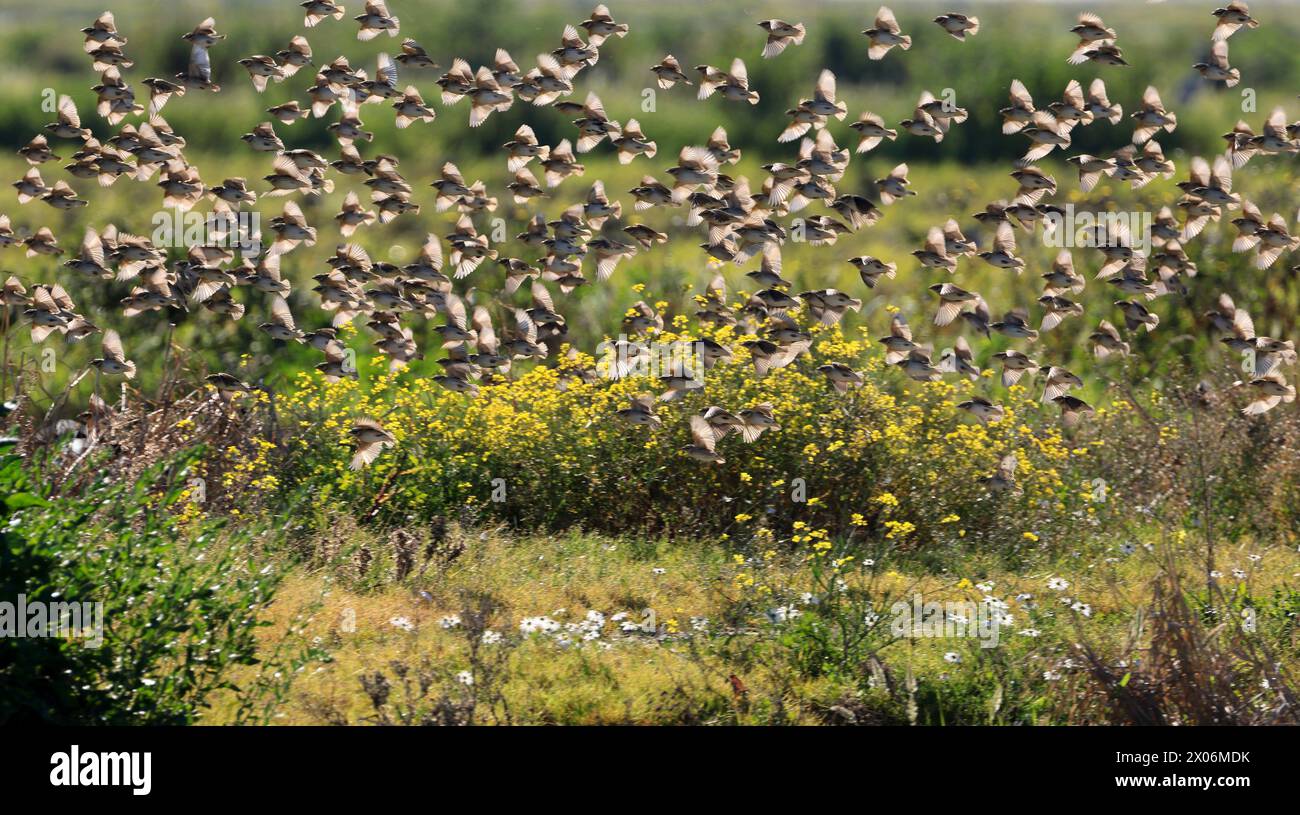 Passero domestico (Passer domesticus), branco volante, sezione, Paesi Bassi Foto Stock