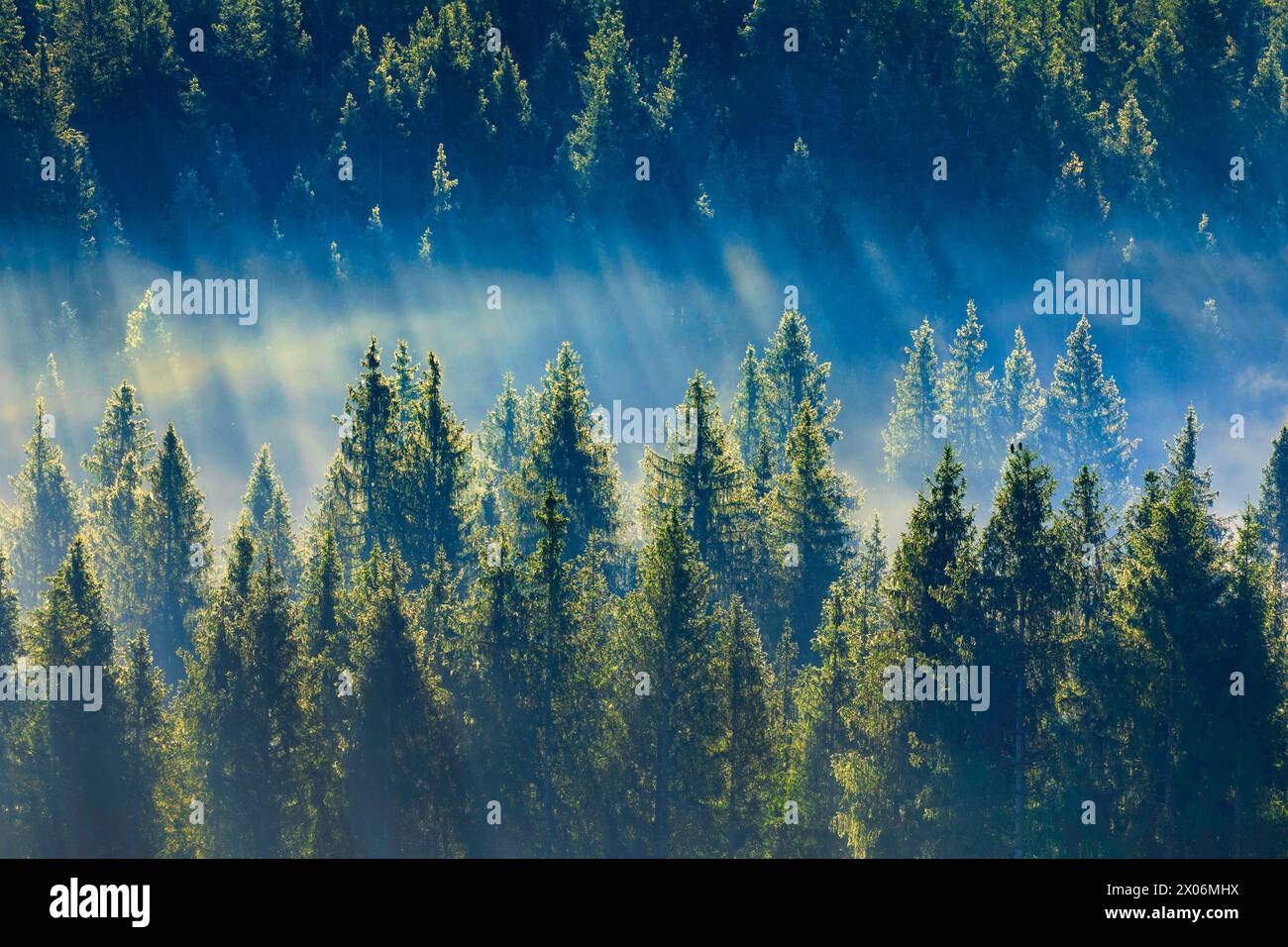 Foresta di conifere e waft di nebbia, Svizzera, Kanton Zug, Oberaegeri Foto Stock