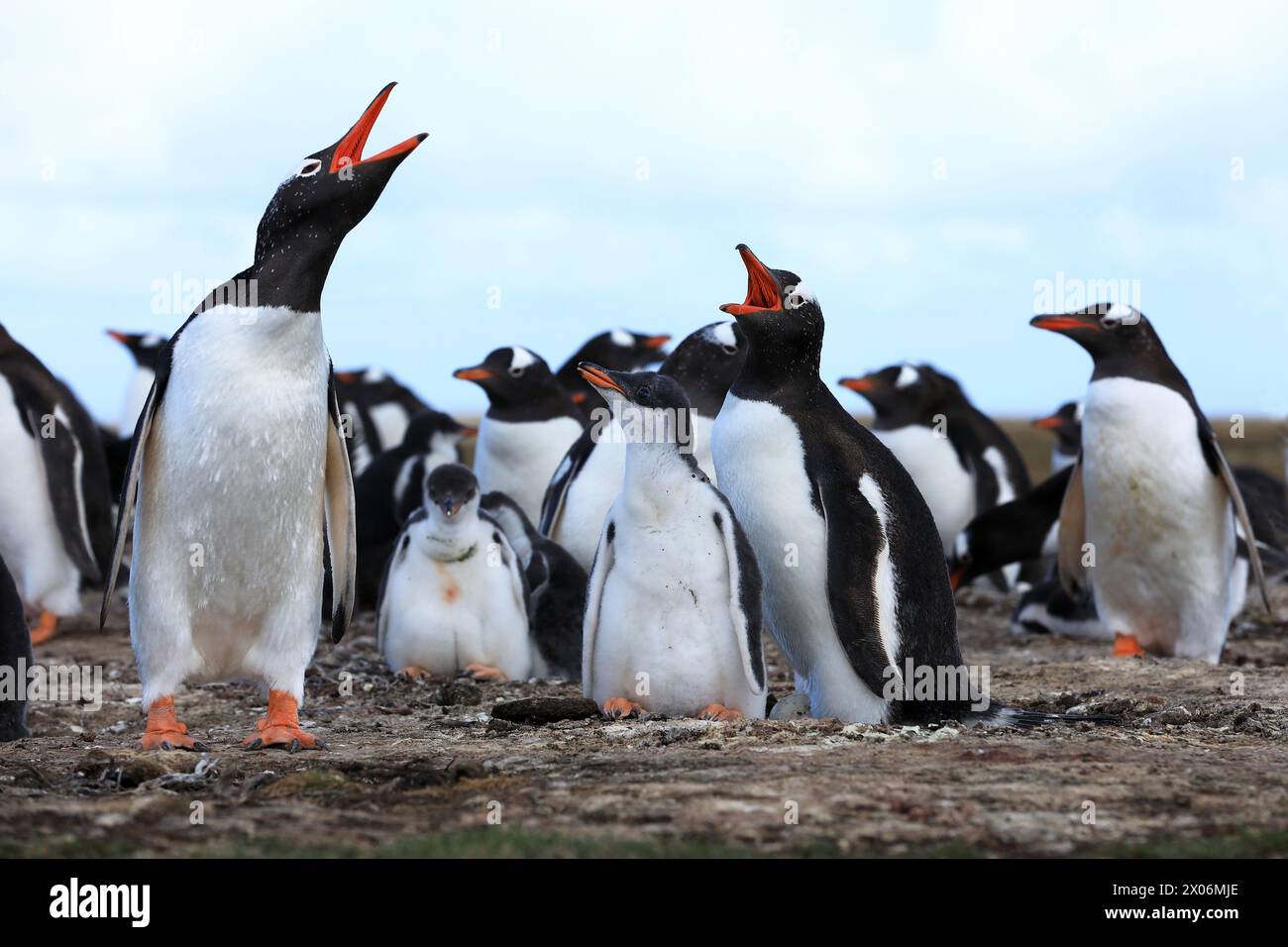 Pinguino di gentoo (Pygoscelis papua), in una razza in colonie, chiamata con pulcini, Argentina, Isole Falkland, isola bleaker, Las Malvinas Foto Stock