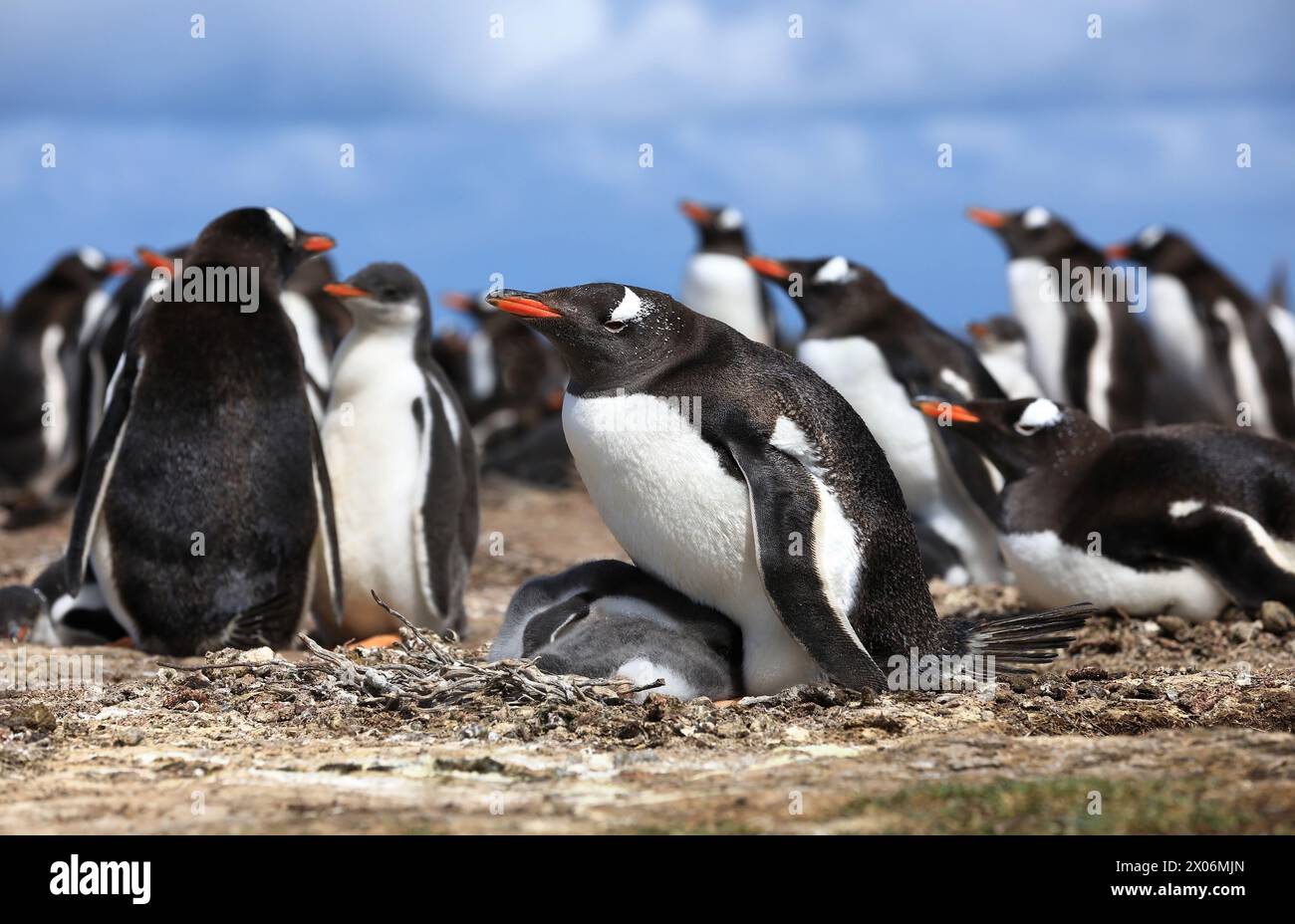 Pinguino di gentoo (Pygoscelis papua), in una razza in colonie, Argentina, Isole Falkland, Isola Bleaker, Las Malvinas Foto Stock