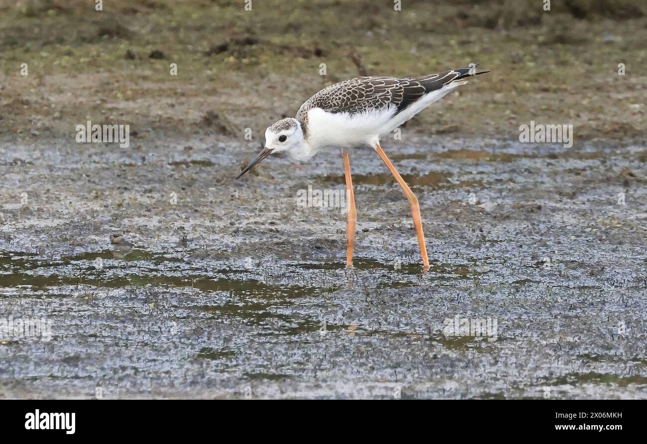 Palafitte alate nere (Himantopus himantopus), giovani in cerca di cibo, Paesi Bassi, Parco Nazionale De Biesbosch Foto Stock