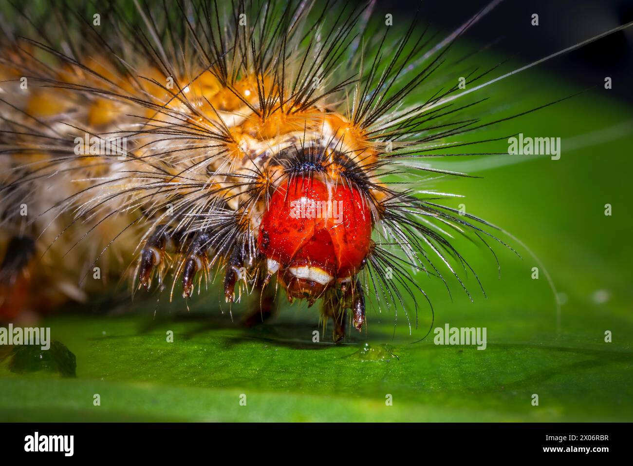 caterpillar processionario di pino peloso con una distinta striscia arancione su una foglia verde, macro shot Foto Stock