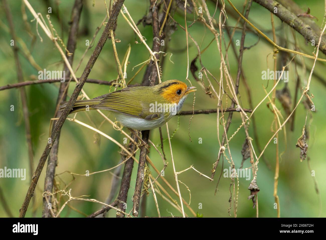 Warbler dalla faccia ruvida, uccello Abroscopus albogularis arroccato nella foresta di Taiwan Foto Stock