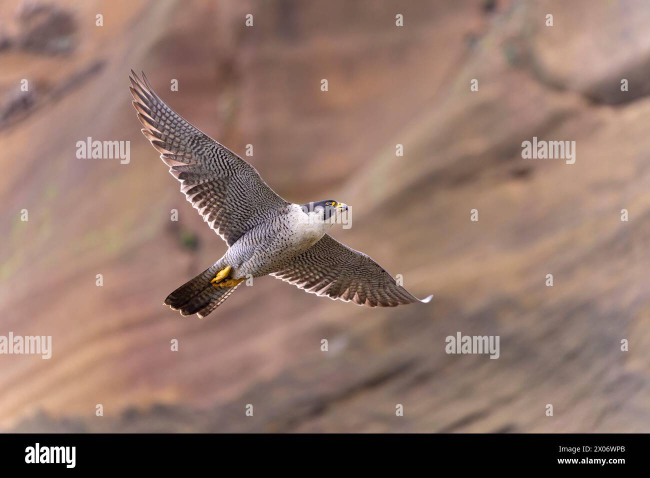 Falco Peregrine, Falco peregrinus in volo, rapitore a Taiwan in volo vicino a una scogliera Foto Stock