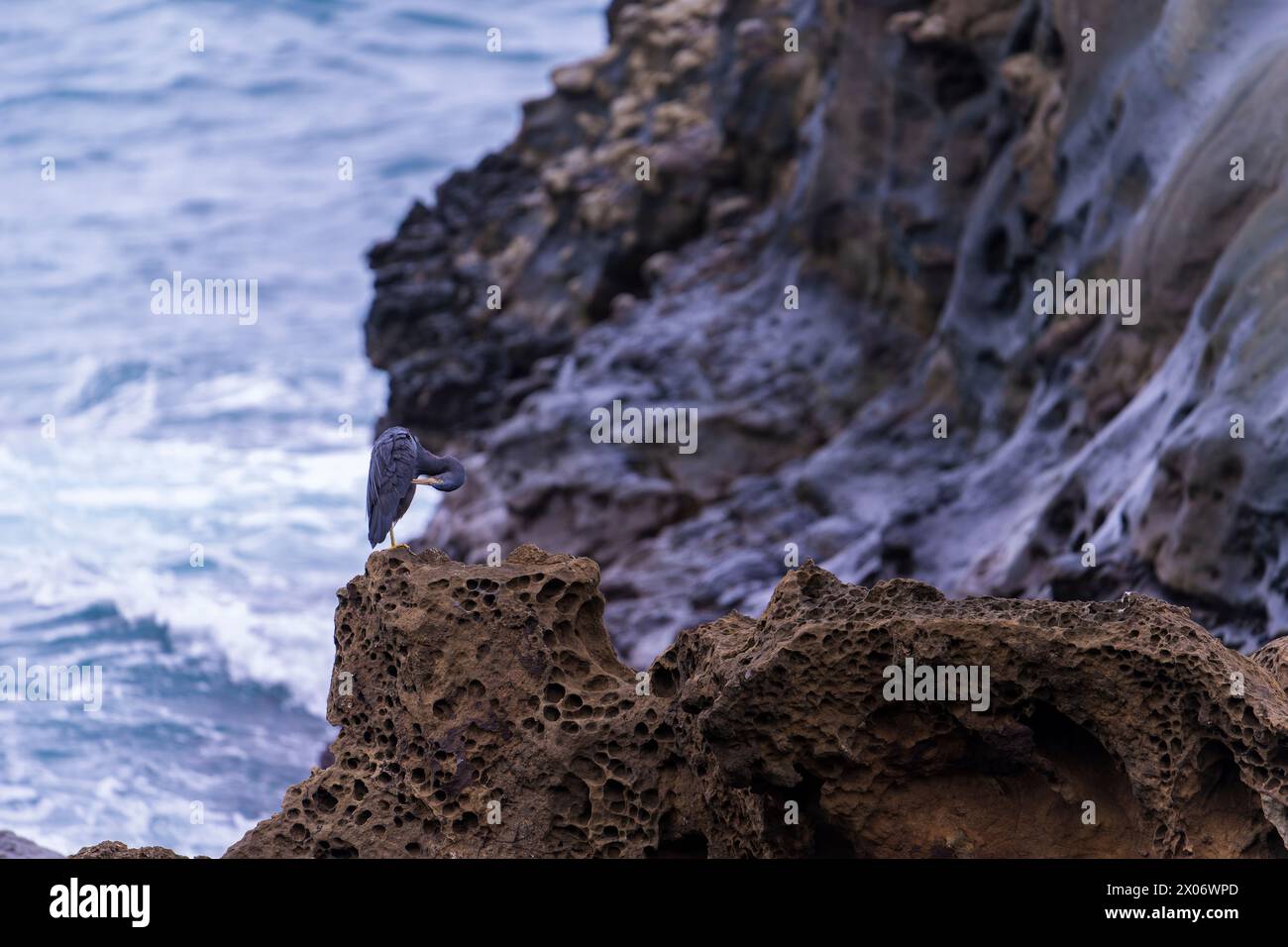 Aironi della barriera corallina del Pacifico seduti su una roccia nell'oceano a Taiwan Foto Stock