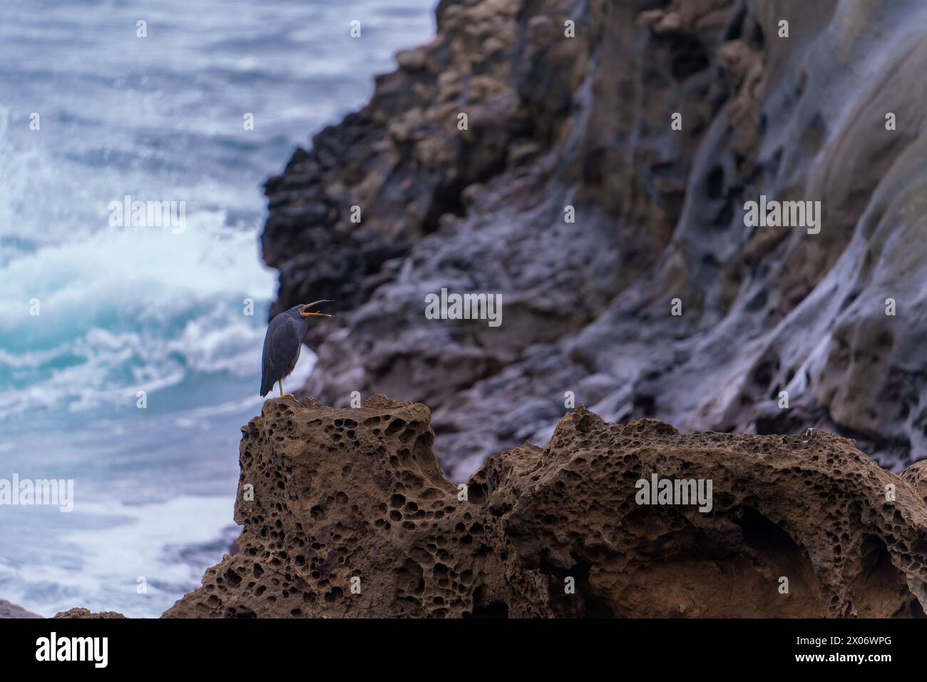 Aironi della barriera corallina del Pacifico seduti su una roccia nell'oceano a Taiwan Foto Stock